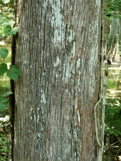 {Taxodium distichum}